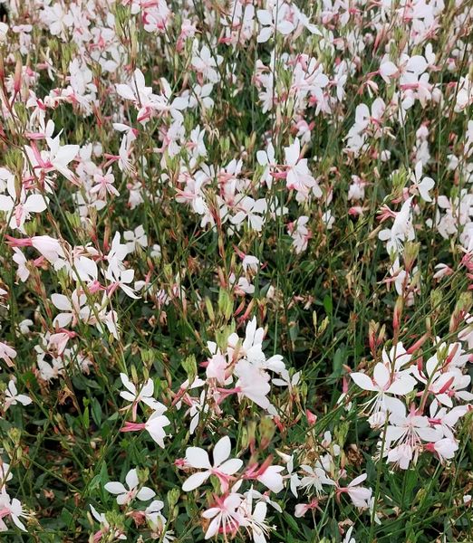 Gaura lindheimeri 'White Dove'